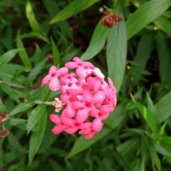 Rondeletia Leucophylla (Panama Rose) Plant